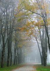 The Mount entrance allee in mist by David Dashiell.jpg