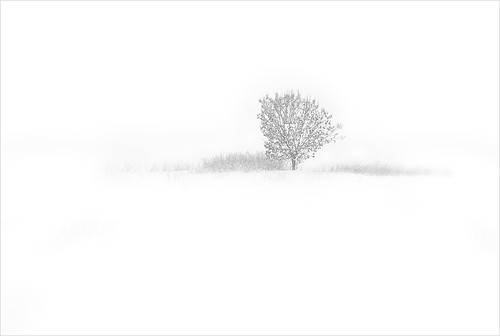 tree on white by H o g n e