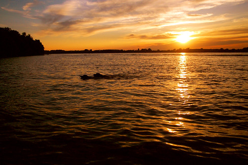 china sunset lake dogs southdakota goldenretriever golden retriever sd theo theodore doggypaddle lakecochrane lakedogs