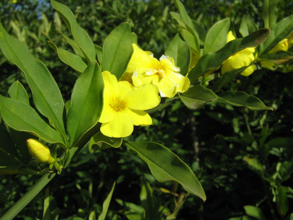 Jasmim-amarelo (Jasminum mesnyi) | www.jardineiro.net/br/ban… | Flickr