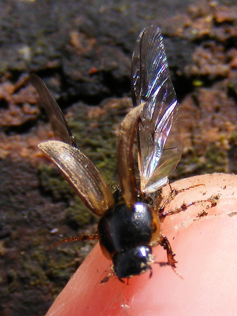 Dung beetle (Aphodius sphacelatus)