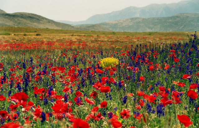 Field of Wildflowers, Near Azrou, Morocco