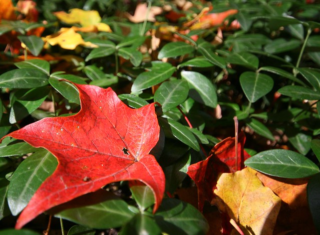 maple leaf in vinca