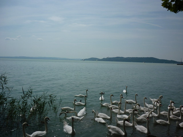 swans with Tihany peninsula at the back