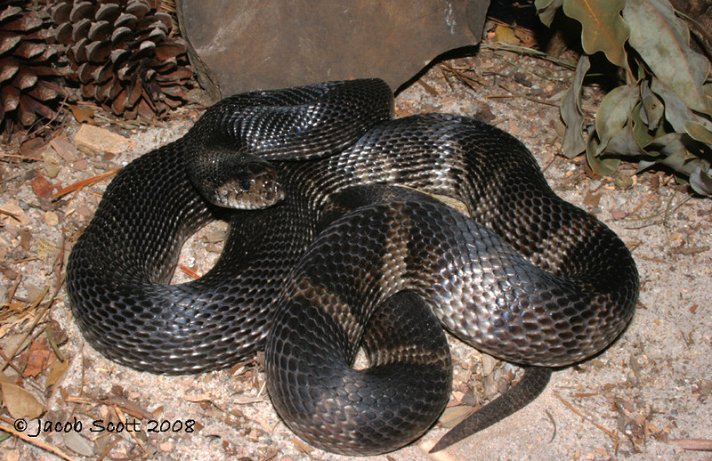 Black Pine Snake Pituophis melanoleucus lodingi