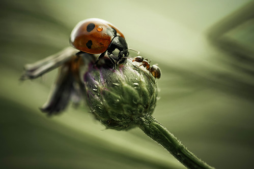 coccinellidae~formicidae | La lady et la fourmi by cliccath
