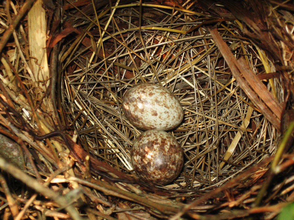 bird eggs incubation journey