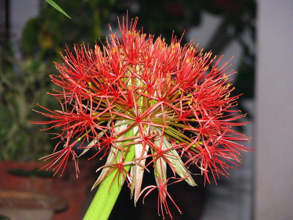 Blood Lily | Blood lily blooming in stages | Niranjan Patil | Flickr