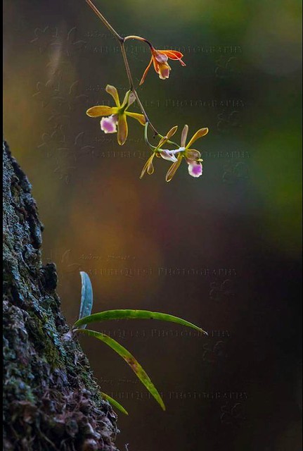 Butterfly orchids