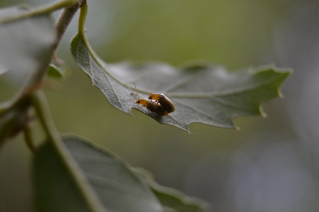 Pequeños coleópteros dorados en Quercus faginea