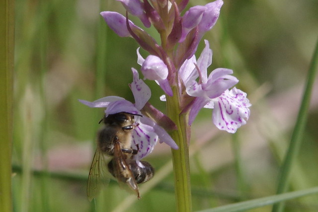 IMGP8999 Bee on Common Orchid, Dahlem, Eifel, Germany, June 2015