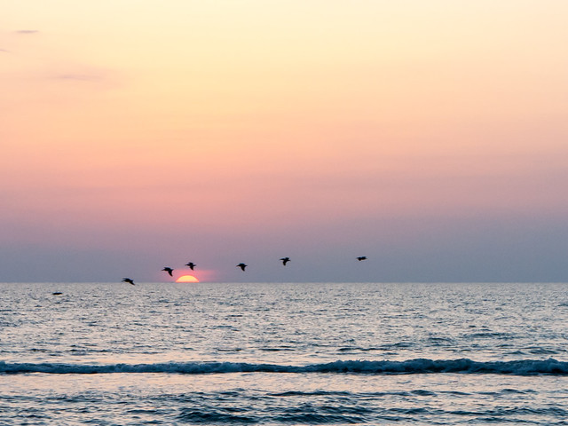 Daytona Sunrise Pelican Flock