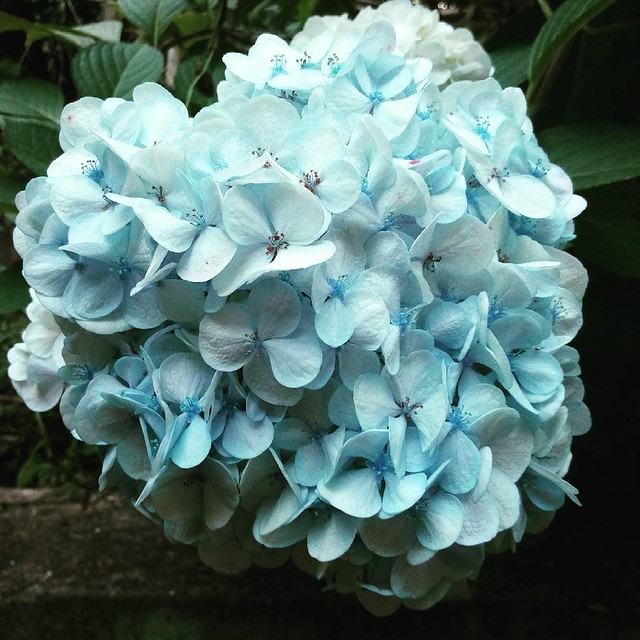 #flowers #white #blue #nature #picoftheday #SriLanka