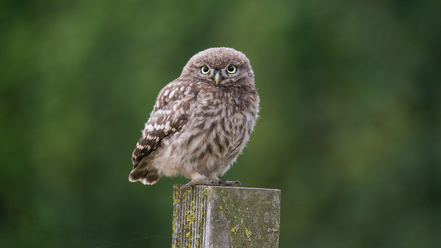 little owl juvenile