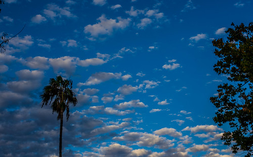 ca california nature sanjose sky outdoor evening trees clouds unitedstates us