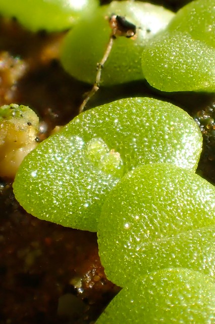 Mitrophyllum grande