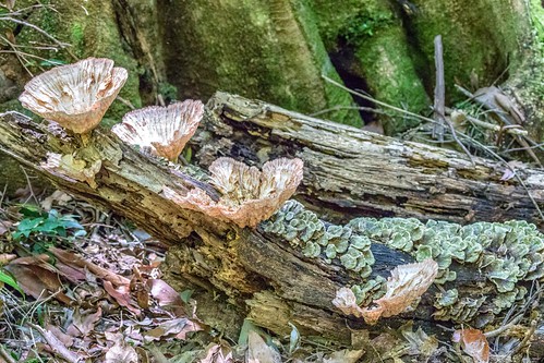 fungus fungi bracketfungus rottingwood rainforest mtglorious daguilarnationalpark maialasection naturalgarden decomposers leaflitter forestfloor decay trees buttressroots