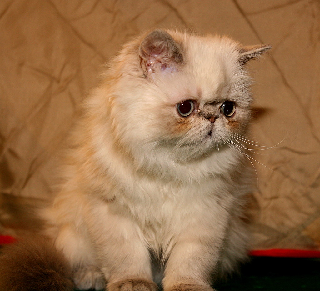 newborn persian kittens for sale