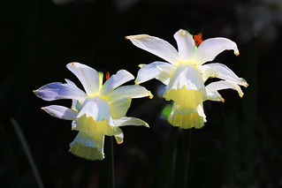 White Daffodils | by Rennett Stowe
