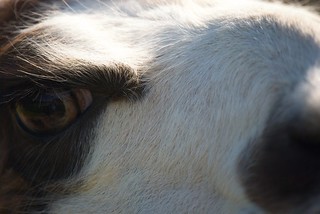 Eye of the Llama | Beautiful eyes. | Tyler John | Flickr