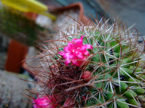 Mammillaria calycantha1 | by fero252000