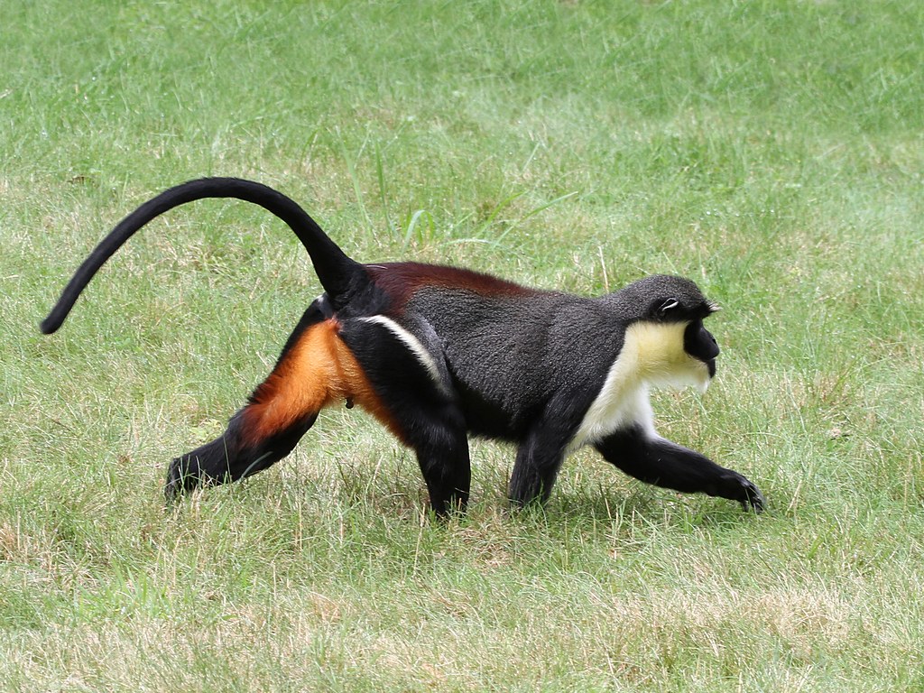 Cercopithecini Tribu Cercopithecini (Catarrhini) | Flickr