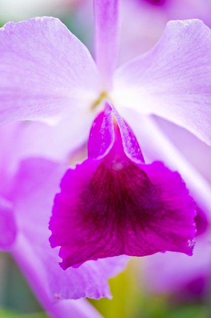 Purple Cattleya Orchid