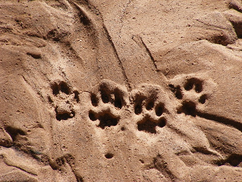 arizona usa sierravista sierravistaarizonausa coyotefootprints