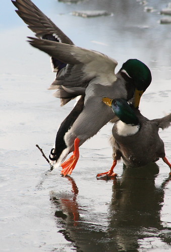duckfight round2 | by dreamergal10
