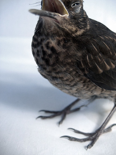 birdie birdie birdie | Elias | Flickr