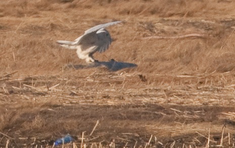 Snowy landing