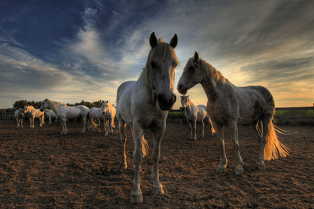 Camargue - white horses of Camargue - Explore