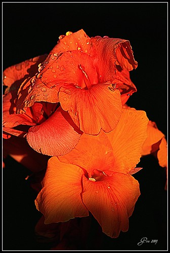 flowers orange flower sunrise photography wa mothernature pasco tricities