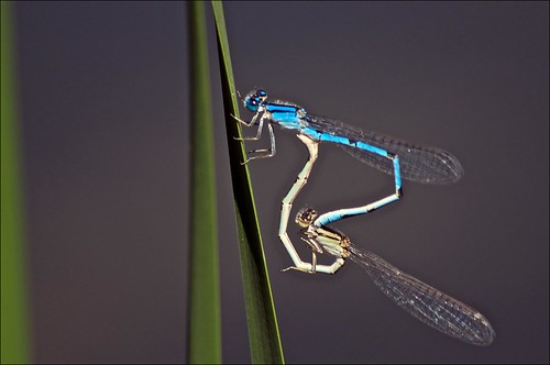 blue green mating damselflies bluetaileddamselfly ischnuraelegans