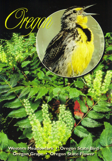 Oregon State Bird & Flower Postcard
