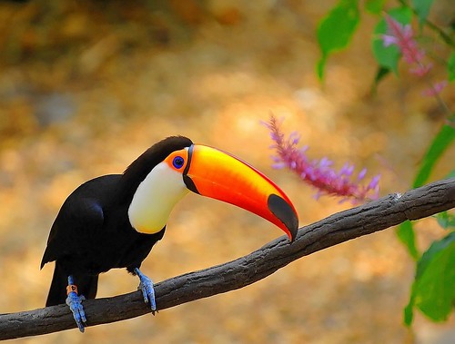 TOUCAN by a walk on the wild side nature photography
