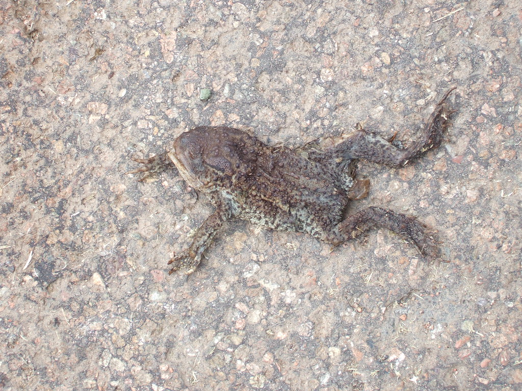 Dead Frog/Toad | Richard Fergie | Flickr