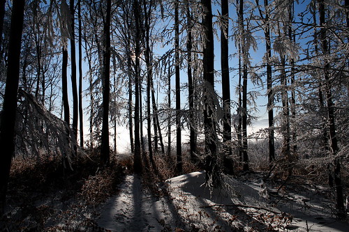 trees winter mist snow cold forest day nebel hoarfrost frosty wintersun winterwald rauhreif abigfave eyeflyer magicwinterworld pwwinter