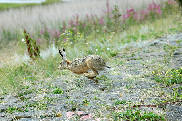 Lepus europaeus (Brown hare / Haas)