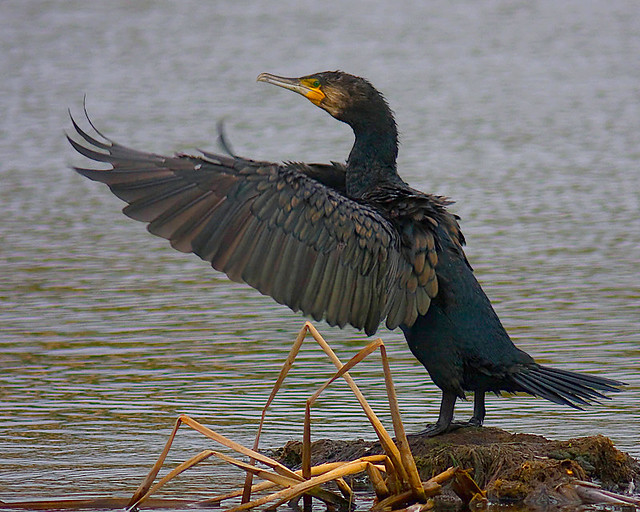 Corvo-marinho-de-faces-brancas / Great cormorant