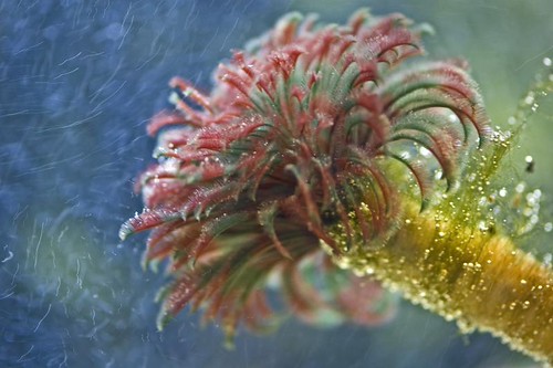 Feather Duster Worm | by Street Biologist