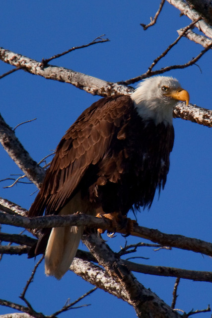 Bald Eagle, Yellowstone National Park