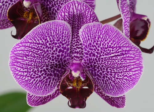 Orchid - 2009_07_19 (112) | Orchid, detail | Michael Arrighi | Flickr