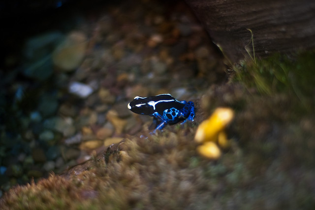 Poison dart frogs