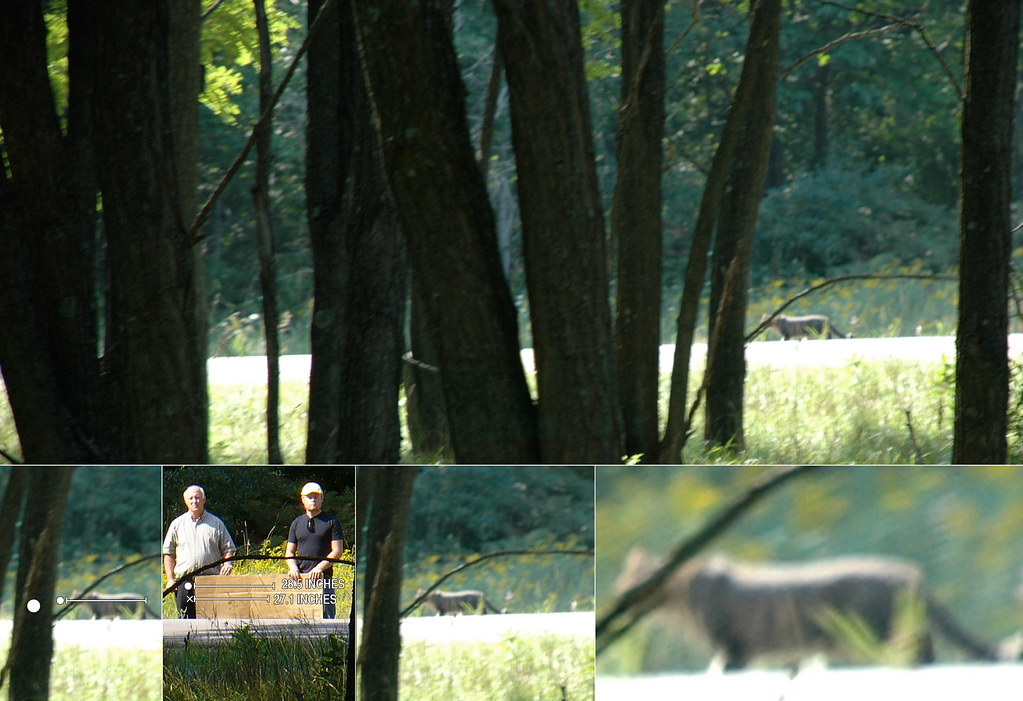 Leelanau County Cougar Photos These Photos Were Taken By D Flickr Leelanau county cougar photos these photos were taken by d flickr