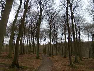Path through trees Little Kimble to Saunderton