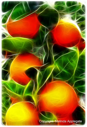 Oranges on the Vine (Photoshop Fractalius Filter) by Melbie Toast