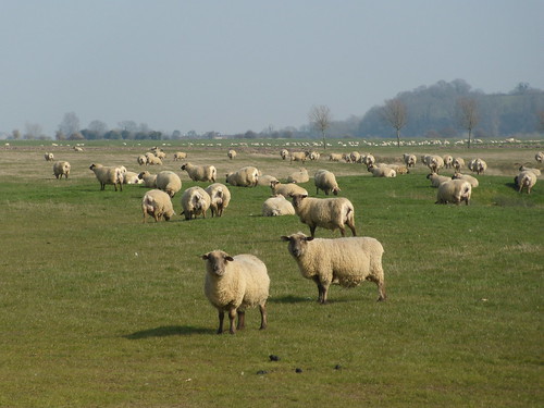 Sheep Rye Circular