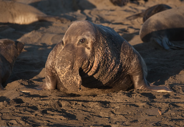 Big Alpha Male goes charging anywhere he wants to go.  Elephant Seals of Piedras Blancas