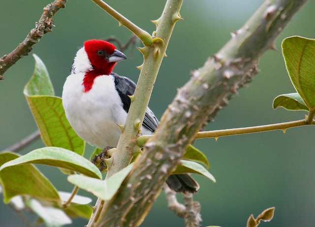 Cardeal-do-nordeste (Red-cowled Cardinal)